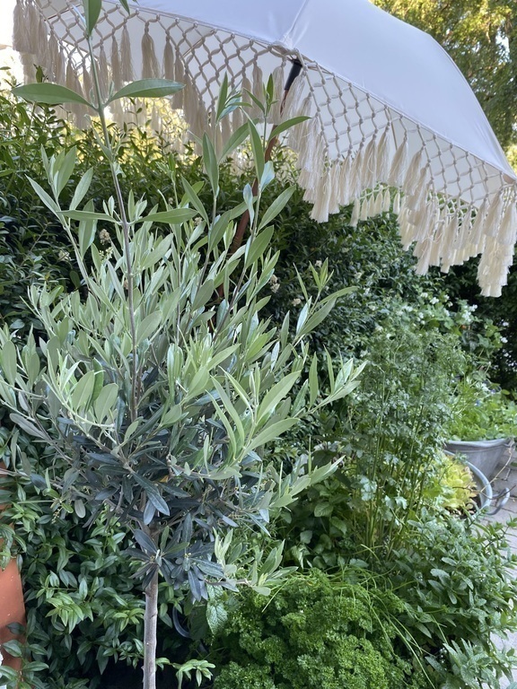 Plants and spices on the terrace 