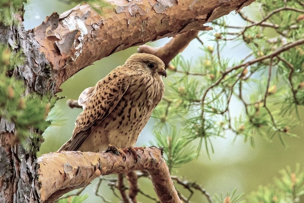 A Kestrel hatched in a pine in our garden