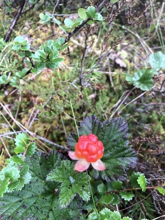 Cloudberry