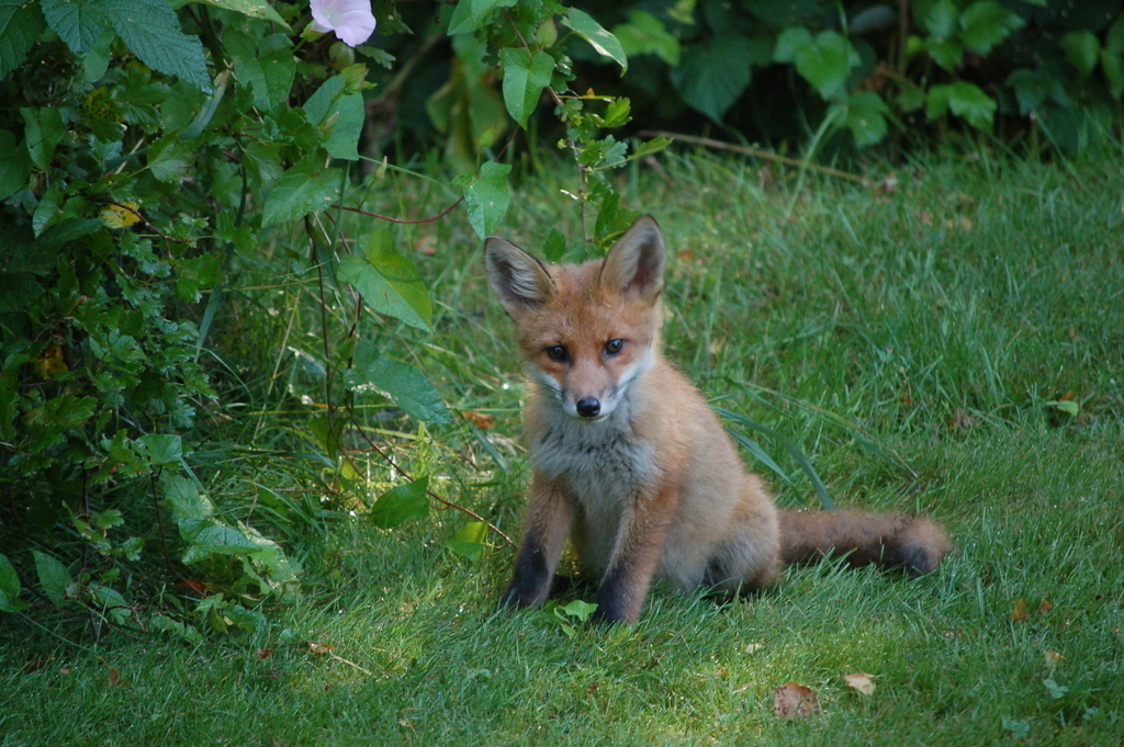 A fox puppy in the neighbourhood