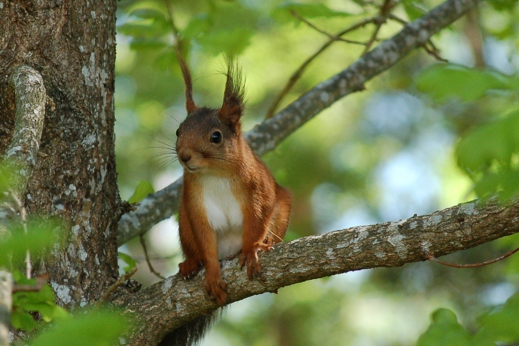 Squirrels visit us frequently