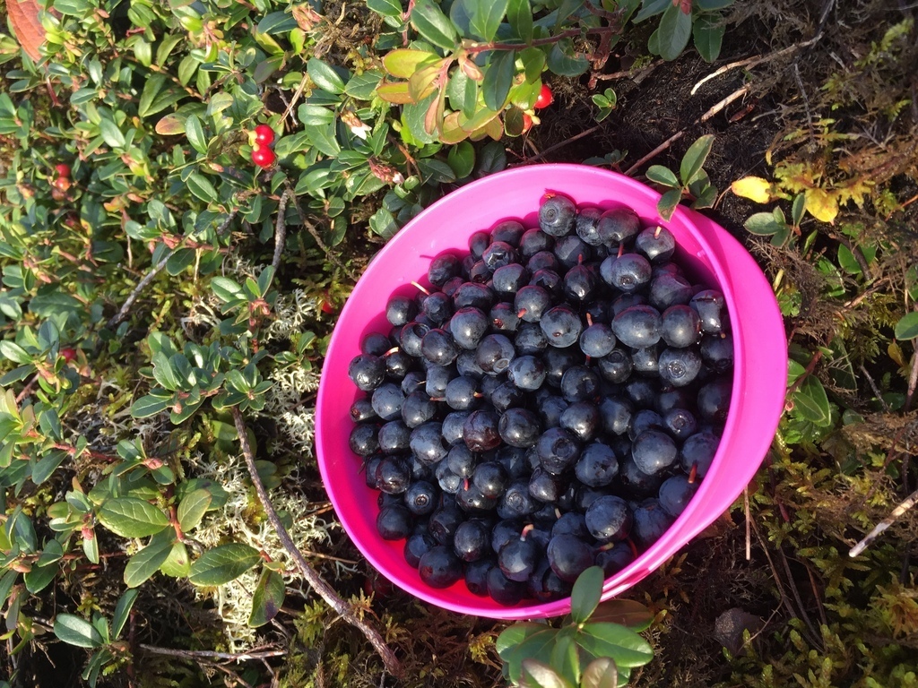 Lots of blueberries in the neighbourhood 