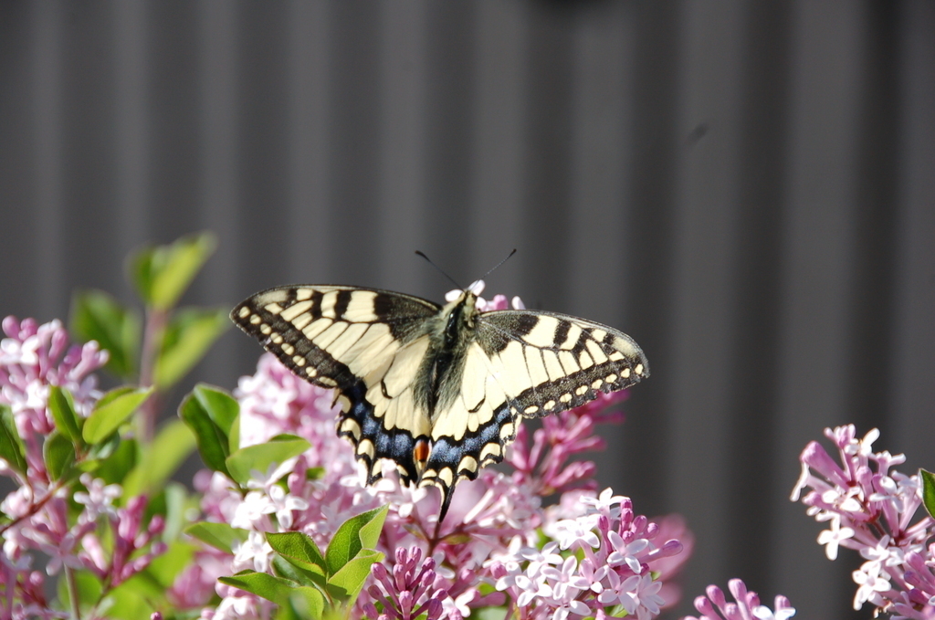 A swallowtail in the garden