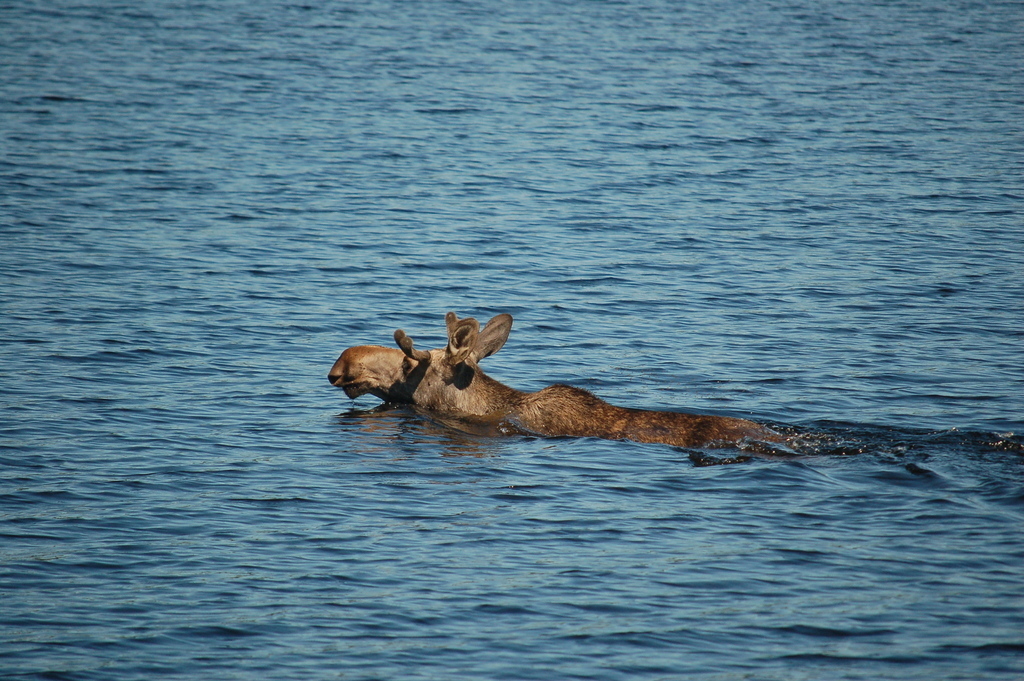 A moose taking a swim in front of our boat