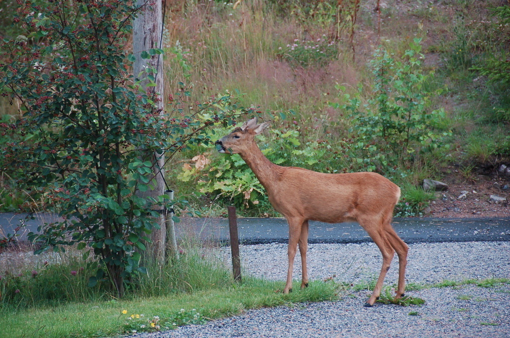 A deer tasting a bush in the garden