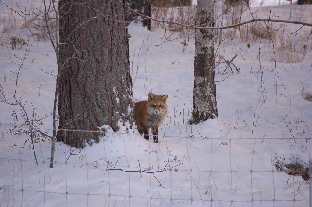 A fox in the winter 
