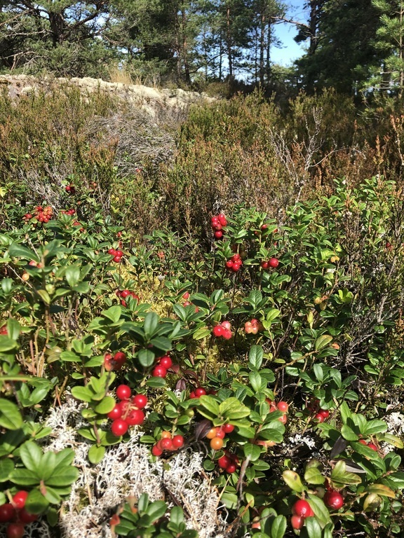 Lingonberrys - ready to pick in autumn