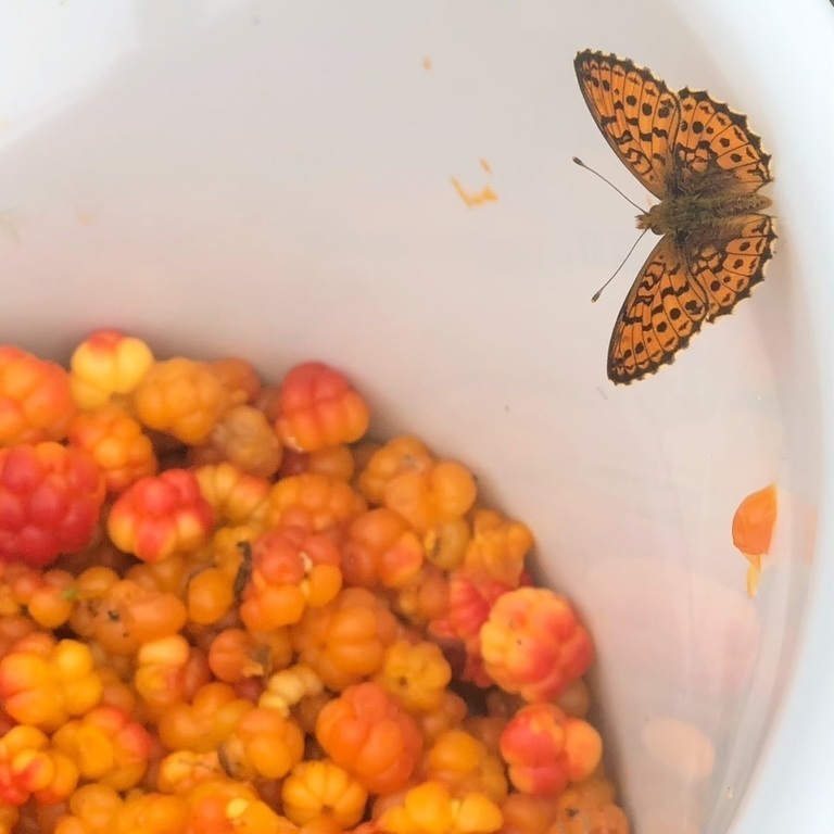 Cloudberrys - ready to pick in late July