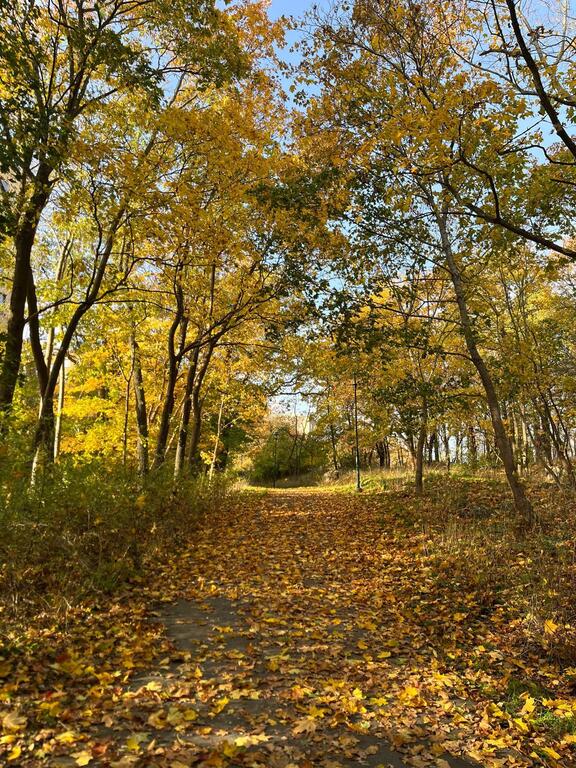 Walking area behind our building in the fall.