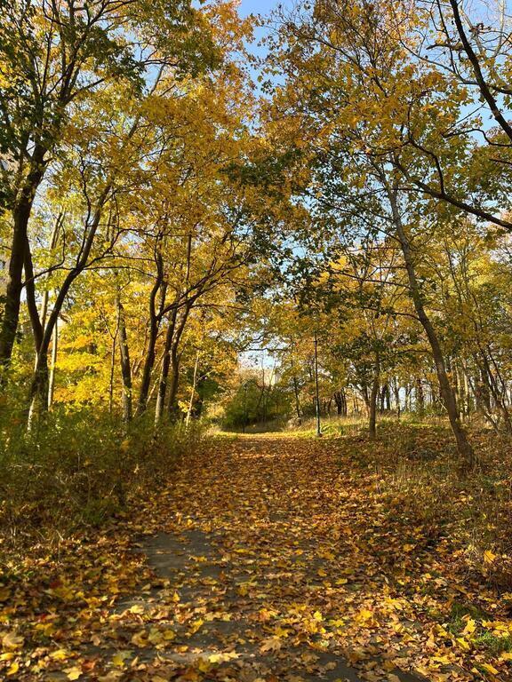 Walking area behind our building in the fall.