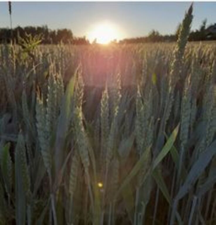 another beautiful sunset from our walks in the neighborhood