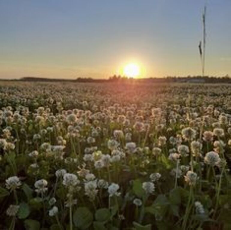 Photo from evening walk at home, sunset over clover field