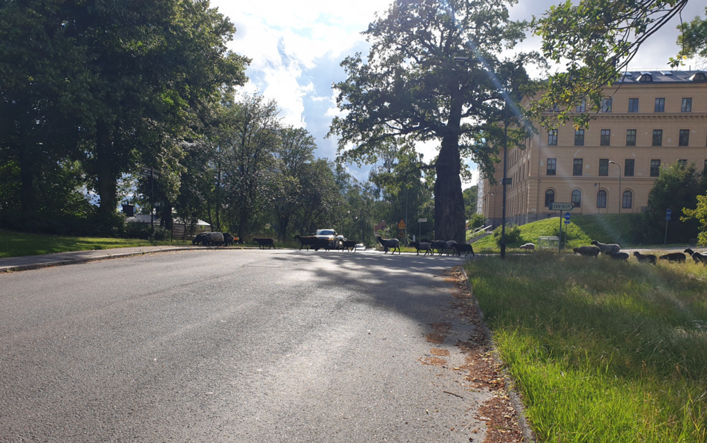 A met the King´s cheep on Djurgården.
