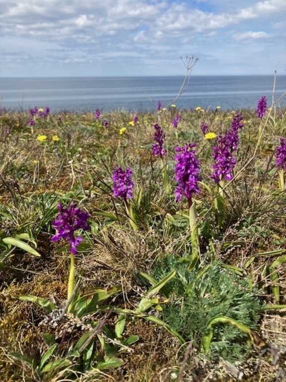 Orchid blooming on Öland
