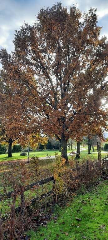 View from garden. Behind the garden a road for pedestrians/bikes takes you to the city centre.