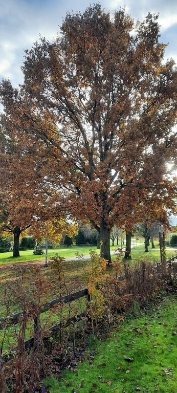 View from garden. Behind the garden a road for pedestrians/bikes takes you to the city centre.