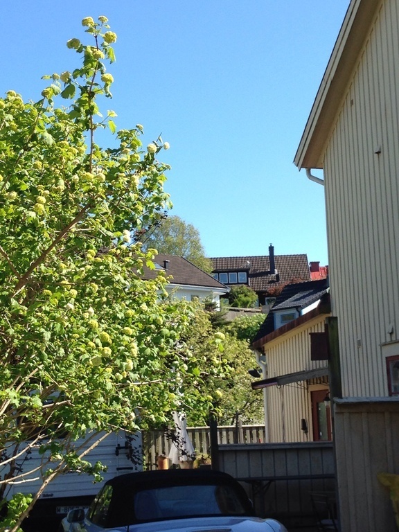 Our house from the street. The black house in the back of the picture.  Gothenburg