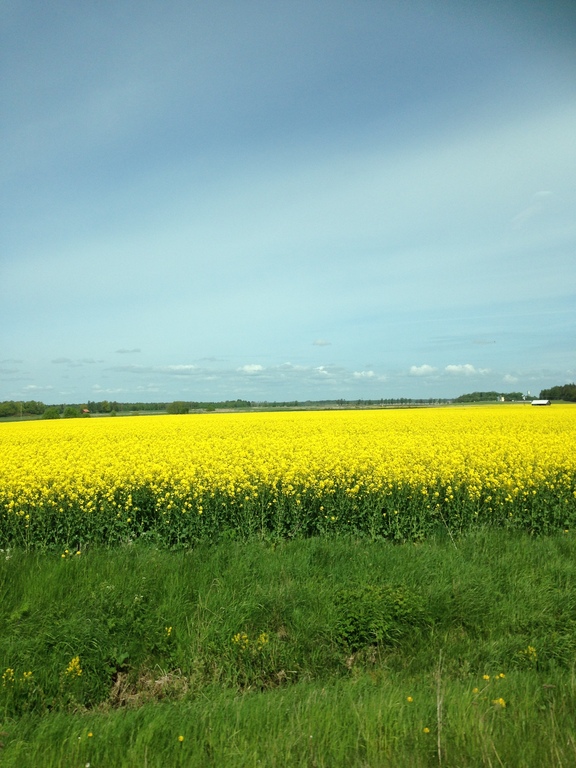 Country summer, Sweden 