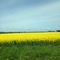 Country summer, Sweden 