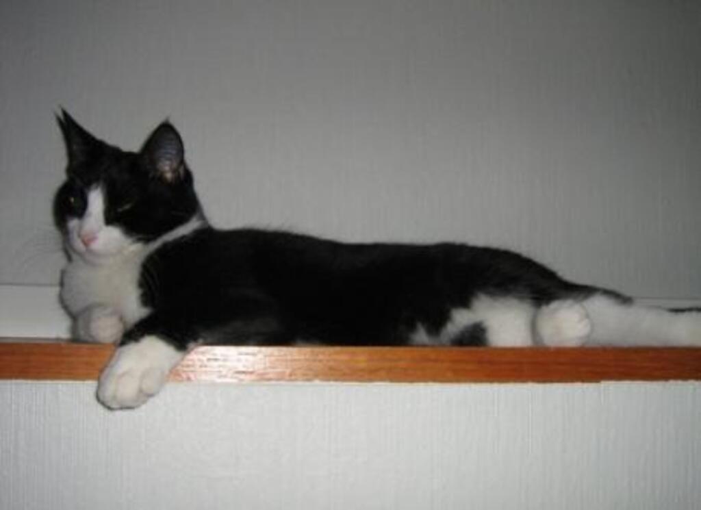 Alice one of our 2 cats. 