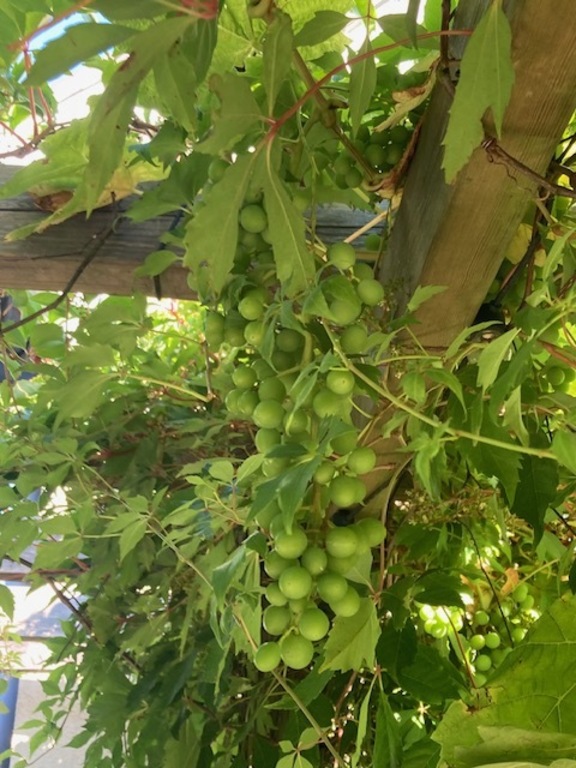Grapes in our garden - so sweet!