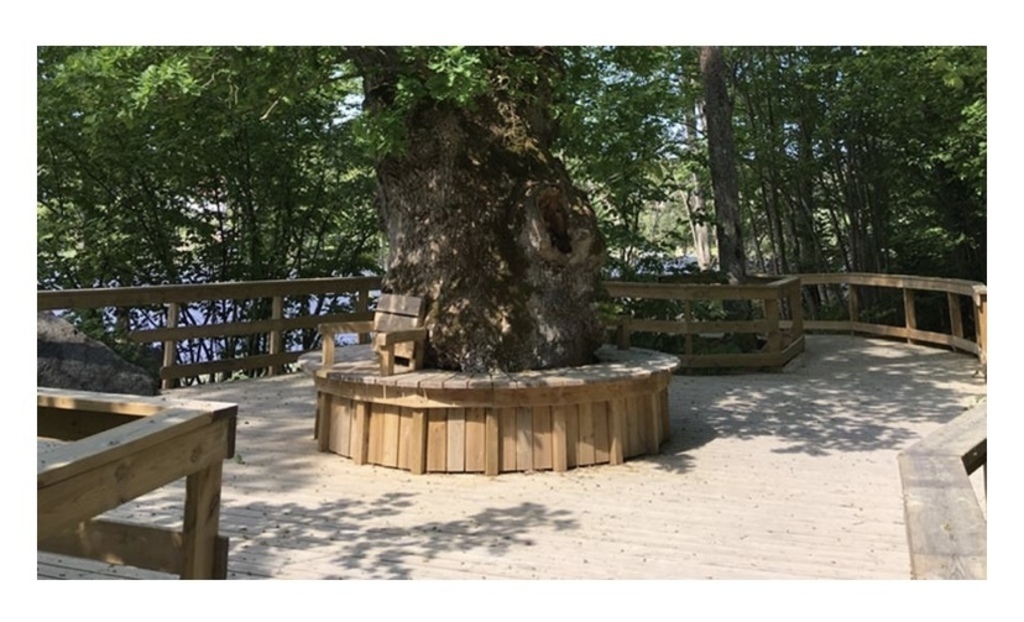 Walking path by the water