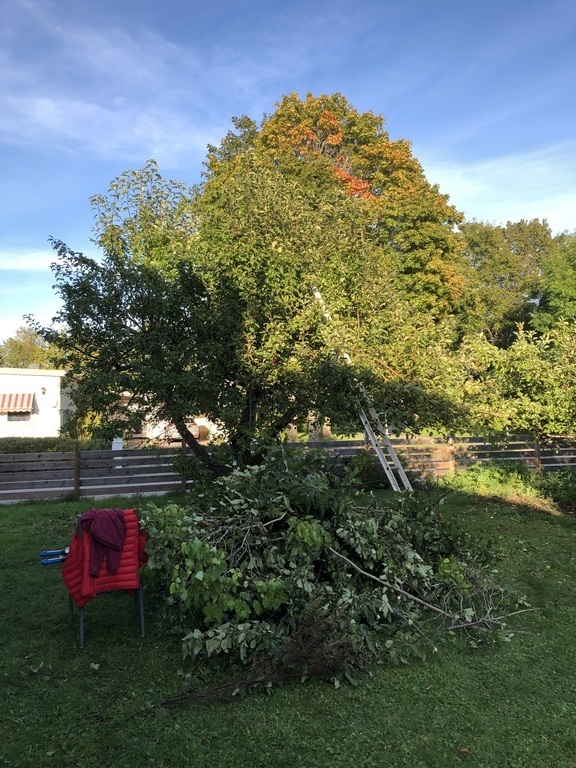 Our garden with one of the apple trees