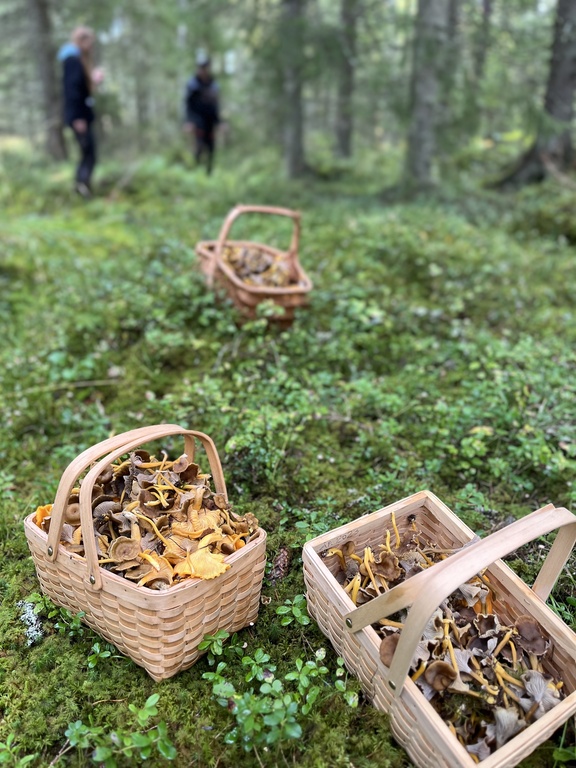 There is a lot of berries and mushrooms around the house.