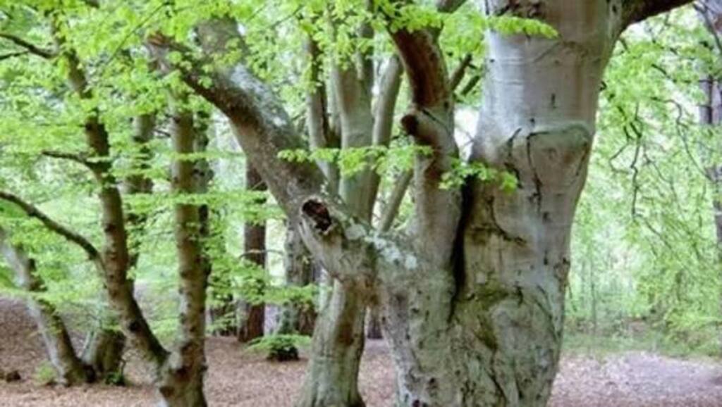 hiking forrest and beaches nearby 2-8 km