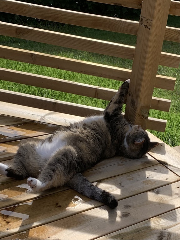 Our cat Smilla on the deck.