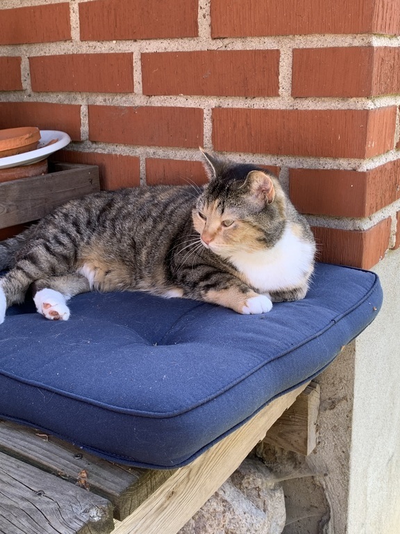 Smilla enjoys the sun.