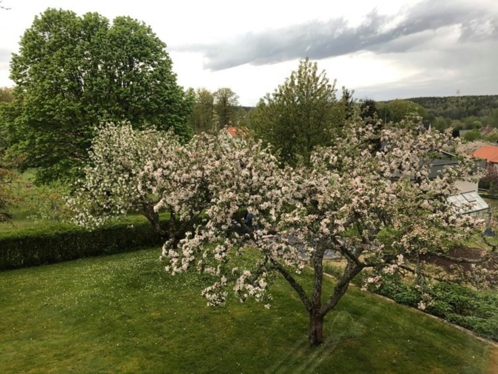 Appletrees in springtime