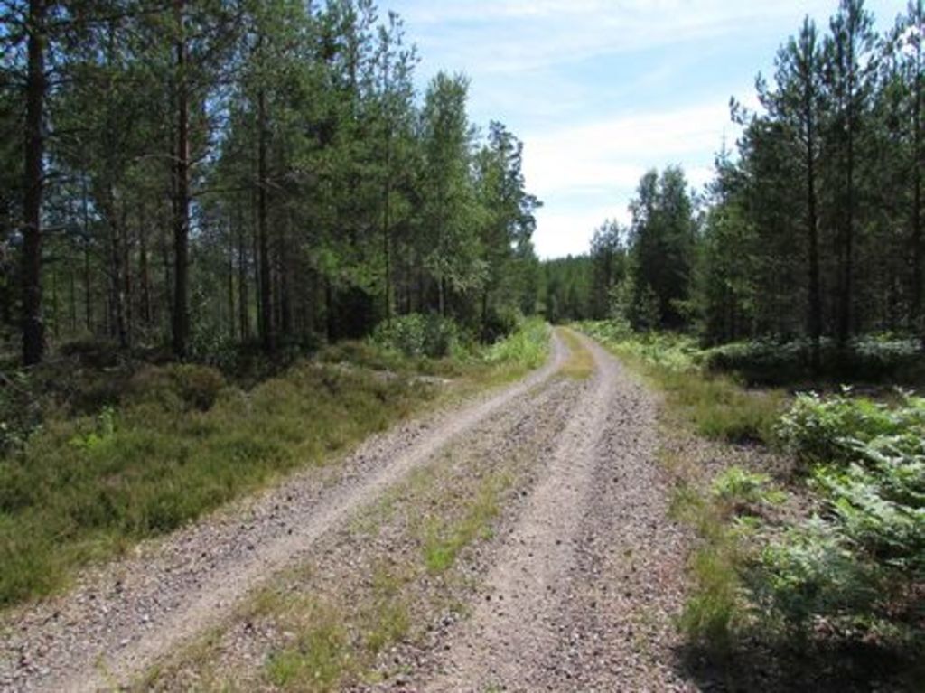 Forest just round the corner.