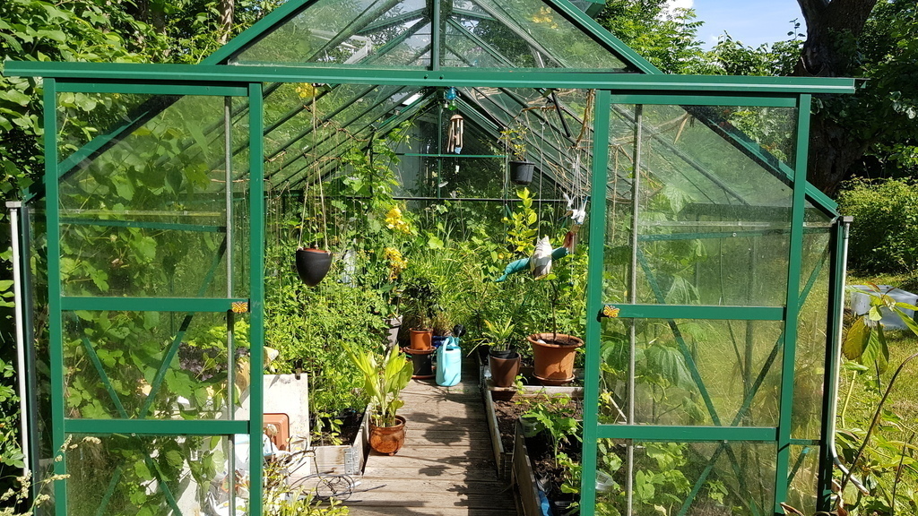 Greenhouse in the garden lots of tomatoes peppers and chili