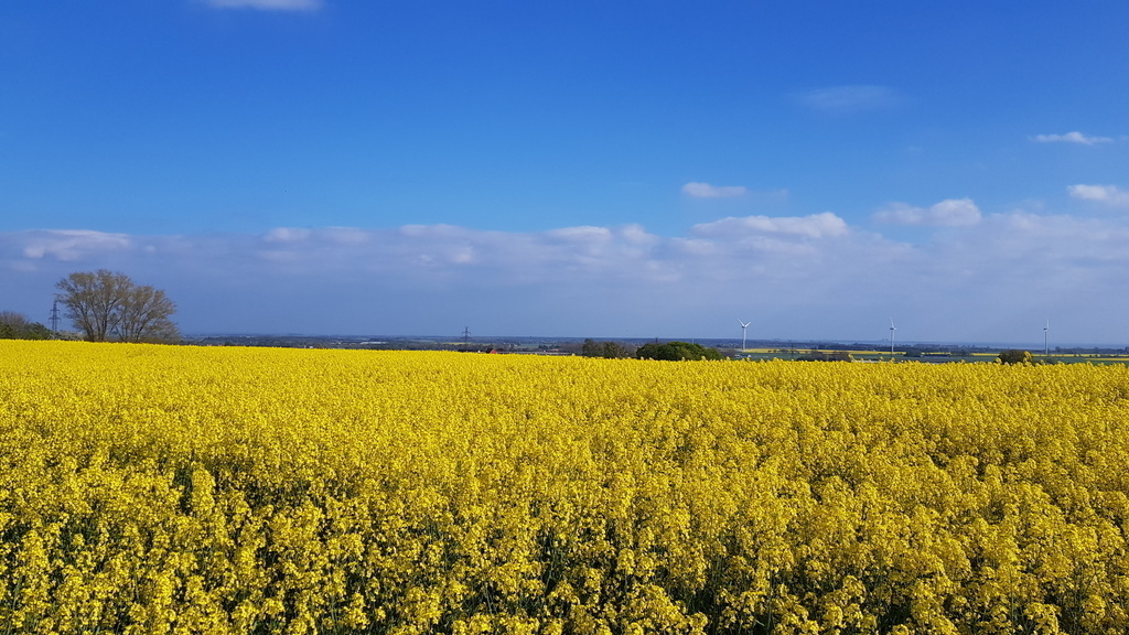 View south from our house in may/june