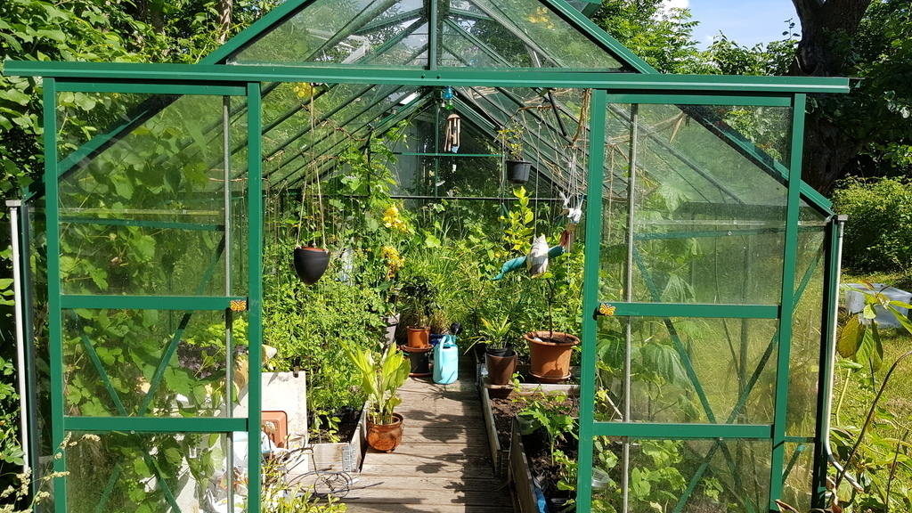 Greenhouse in the garden lots of tomatoes peppers and chili