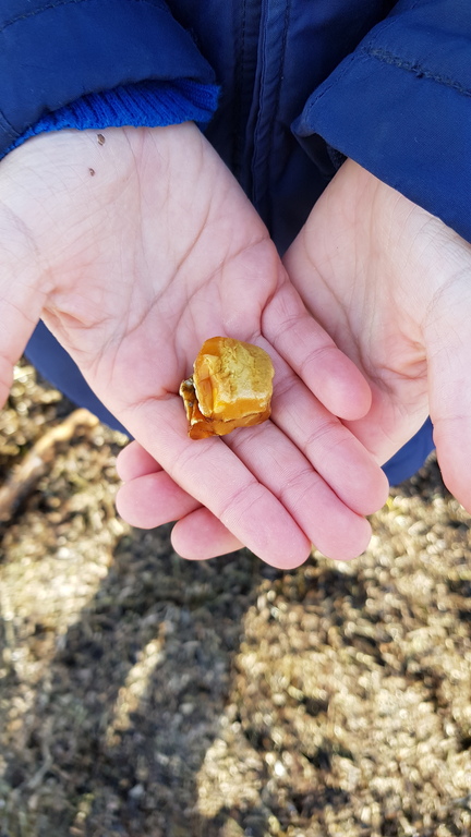 Amber found on the beach in Falsterbo 1h drive south