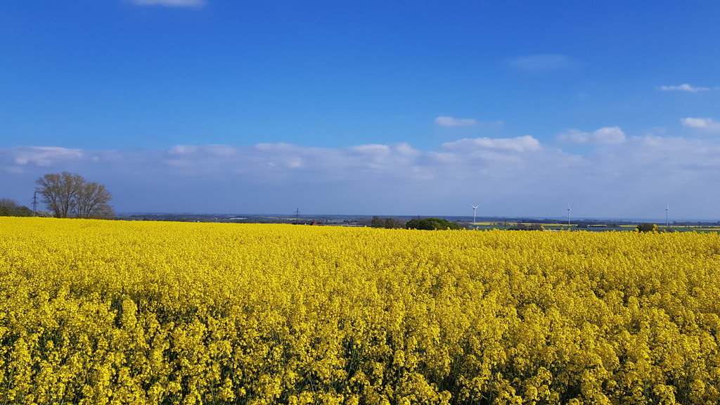 View south from our house in may/june