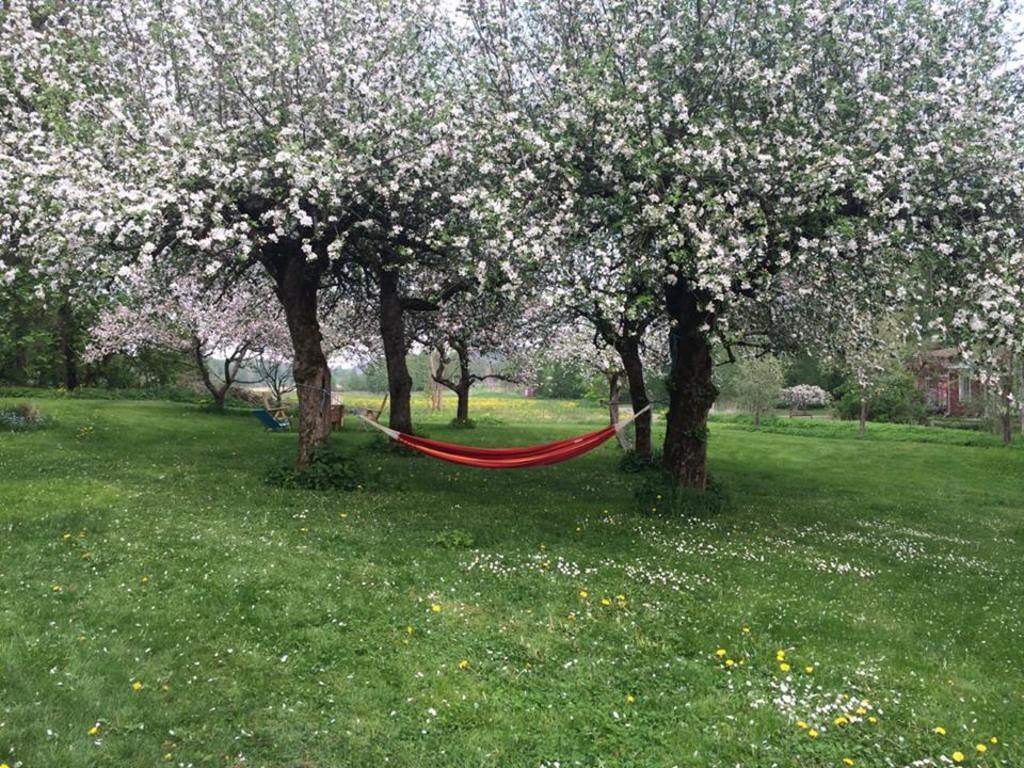 We have ten apple trees. This is in may.