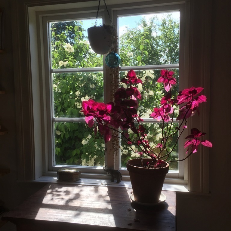 Flowers like it here.