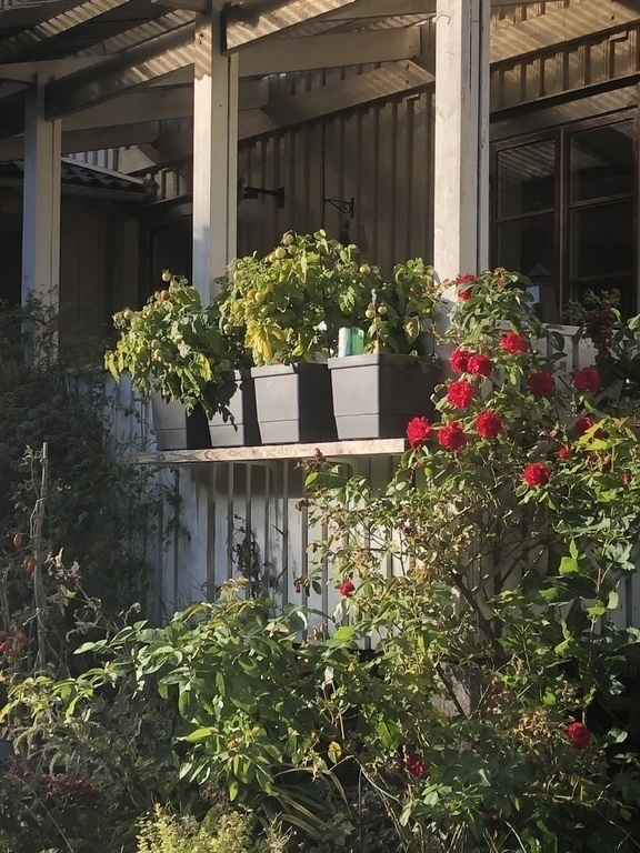 Roses and tomatoes like it here