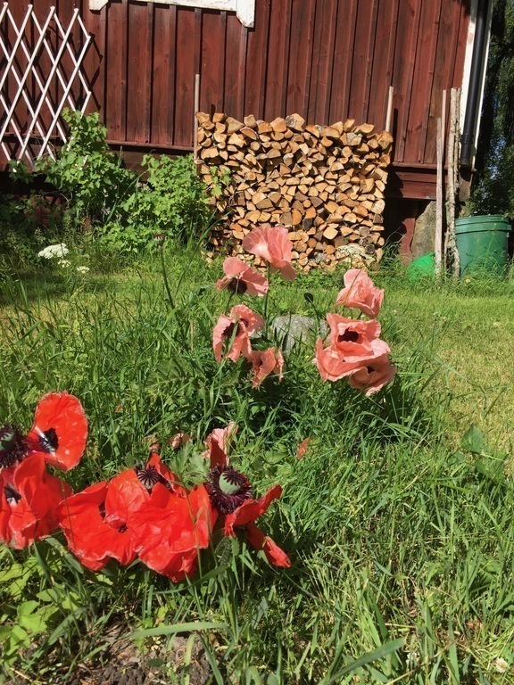 Flowers outside the granery