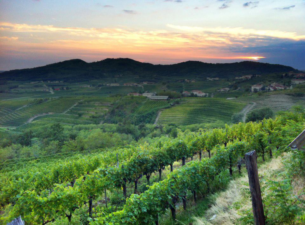 Evening at the vineyard.