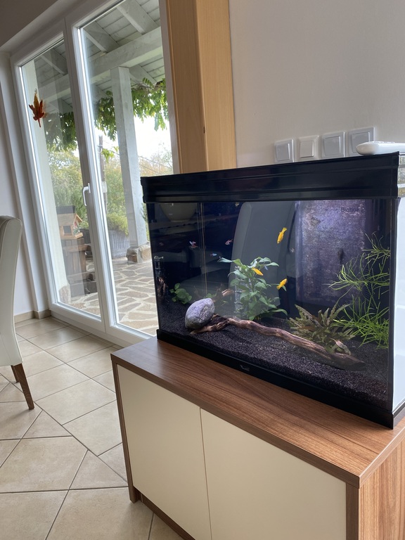 Fish tank in living room.