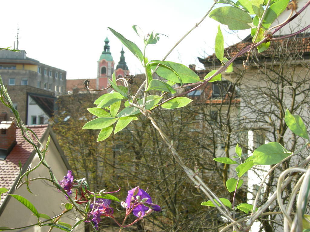 view form the balcony