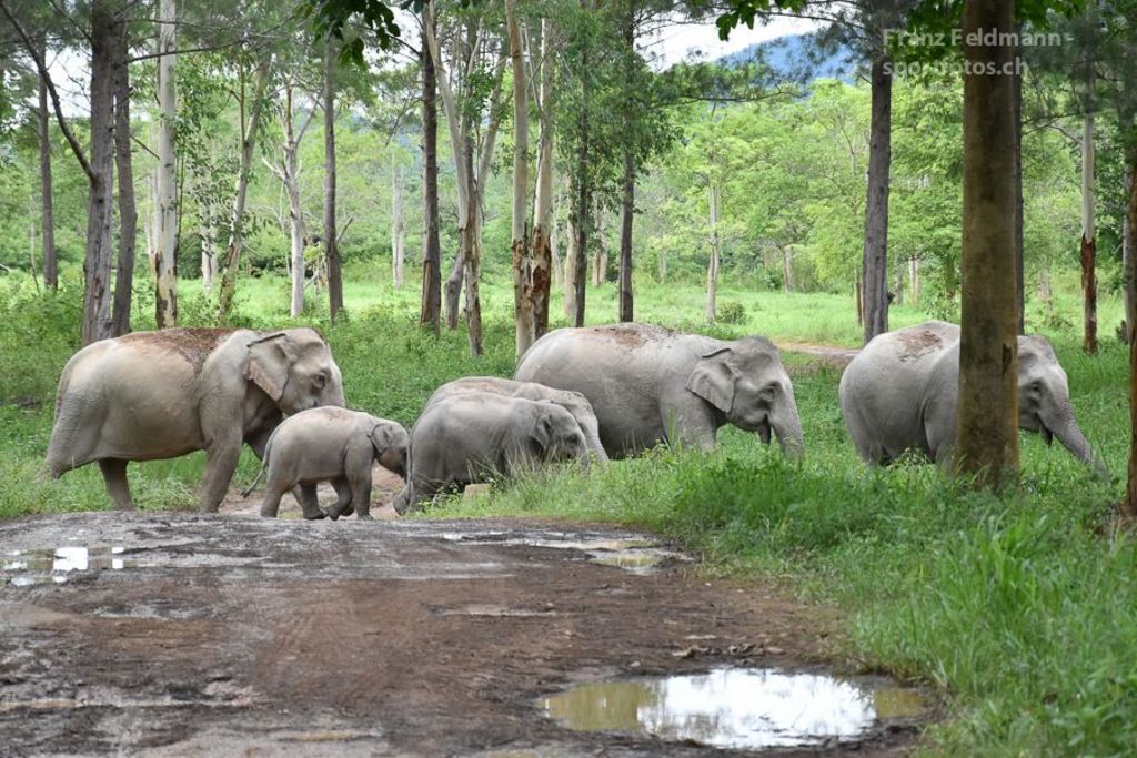  300 Wild elefantes in Kui Buri National Park