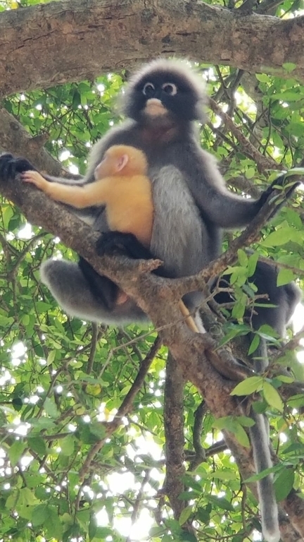Langur in Prachuapkhirikhan