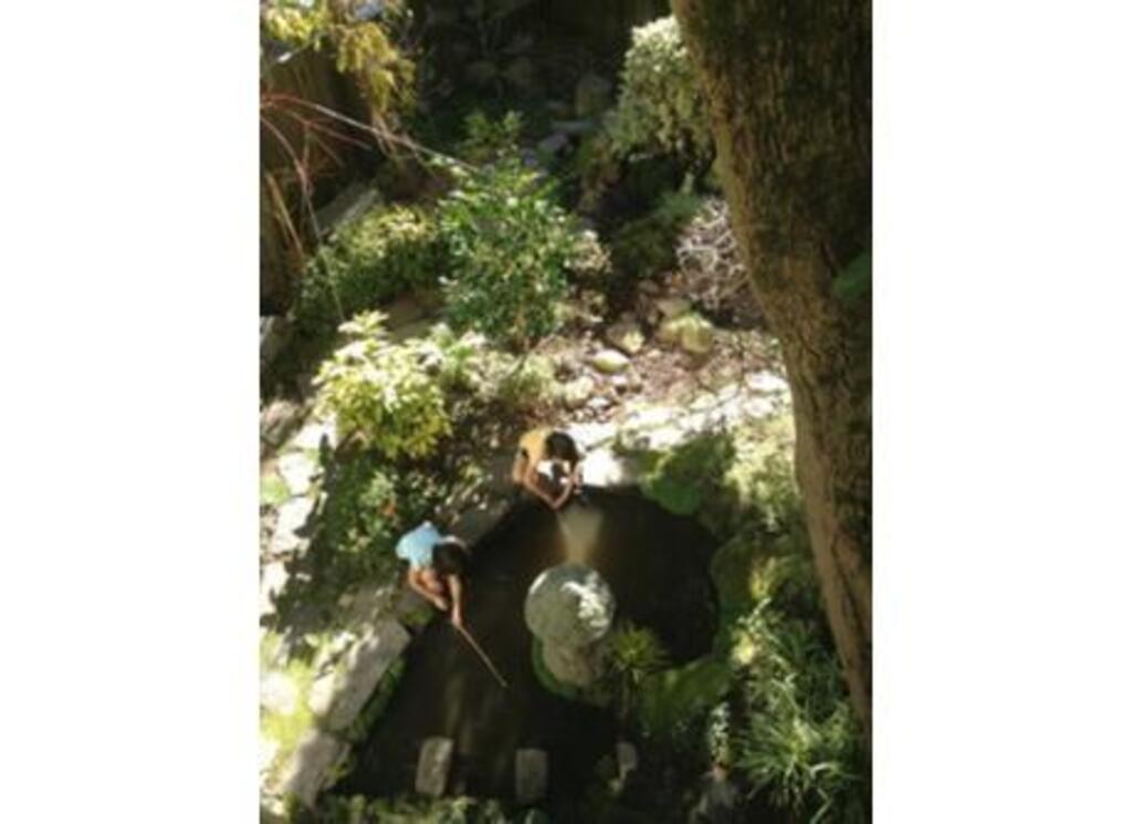garden with koi pond