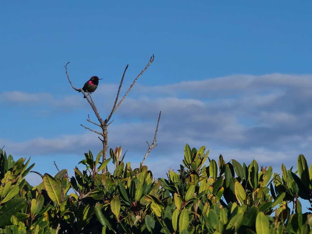 A hummingbird relaxing near Crissy Field, 3 miles from my flat.
