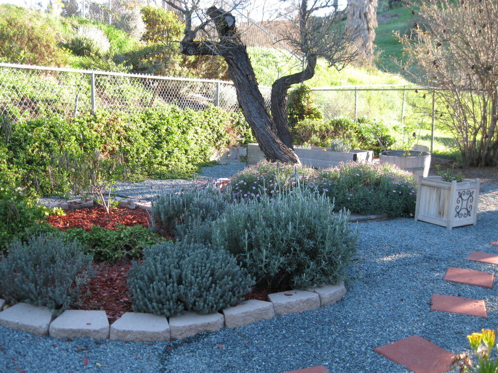 Nothing quite like the smell of lavender in my back yard.